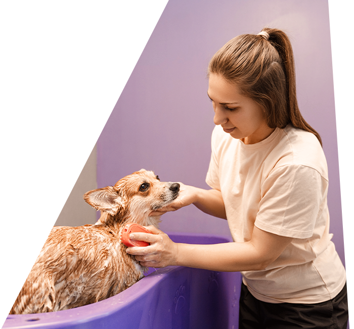 How to become a freelance dog groomer